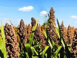 Grain sorghum